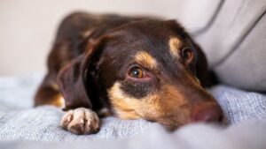 sick dog